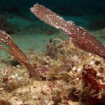 Robust Pipefish-Giant-Clams Robust Pipefish-Giant-Clams